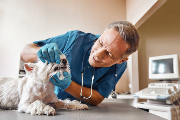 Best Emergency Denture Repair in Sudley, VA